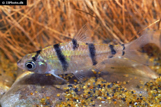 Systomus endecanalis