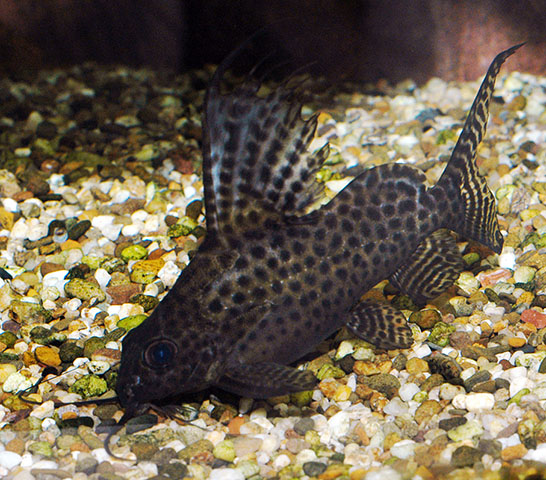 Synodontis eupterus