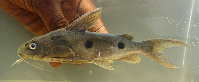 Synodontis notatus