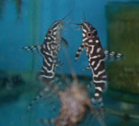 Synodontis ornatipinnis