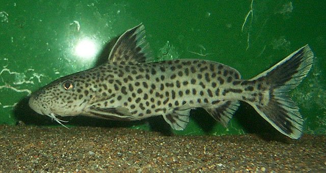 Synodontis petricola