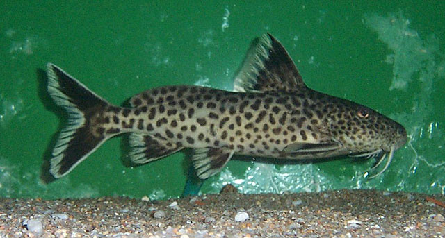 Synodontis petricola