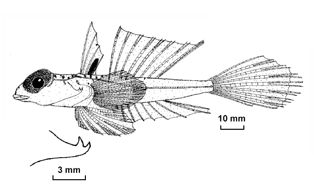 Synchiropus richeri