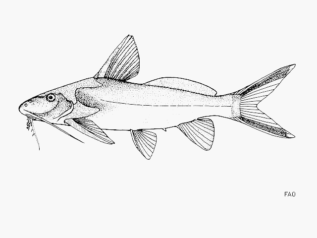 Synodontis rufigiensis