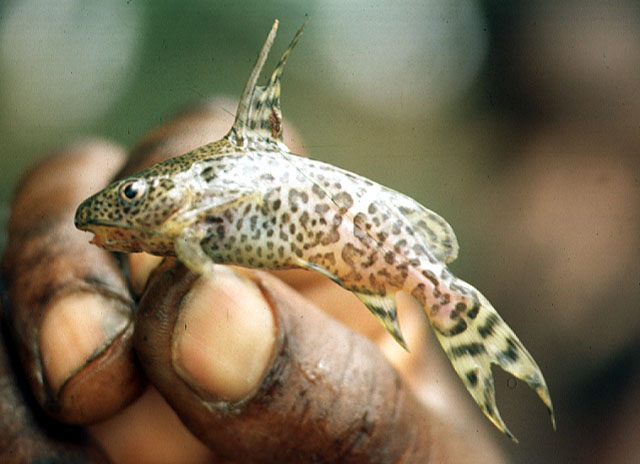 Synodontis serpentis