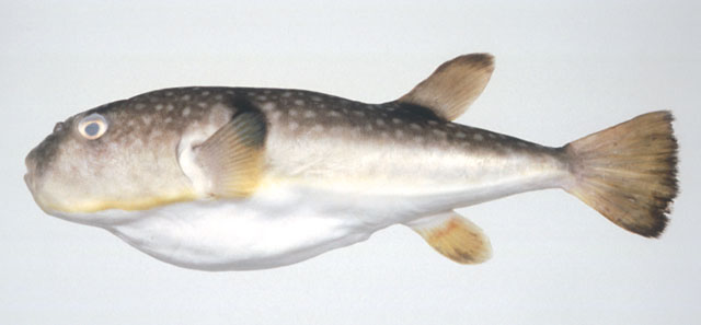 Takifugu porphyreus