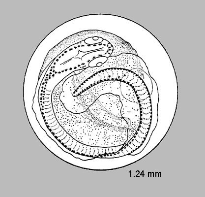 Tecuv_e0.gif