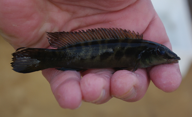 Teleocichla preta