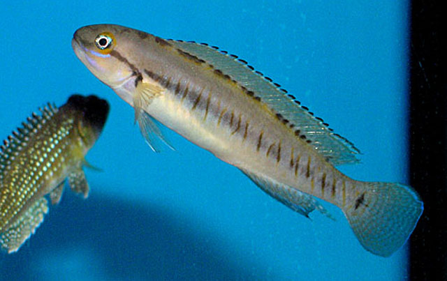 Telmatochromis vittatus