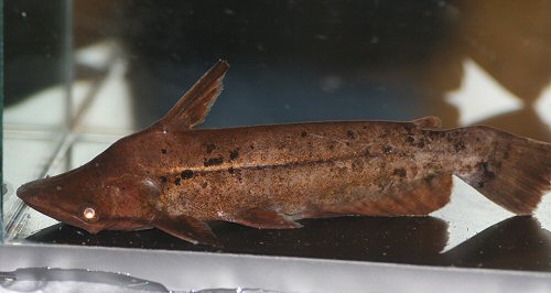 Tetranematichthys wallacei