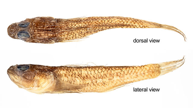 Thorogobius alvheimi