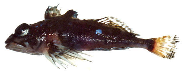 Thyriscus anoplus