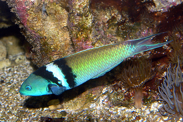 Thalassoma bifasciatum