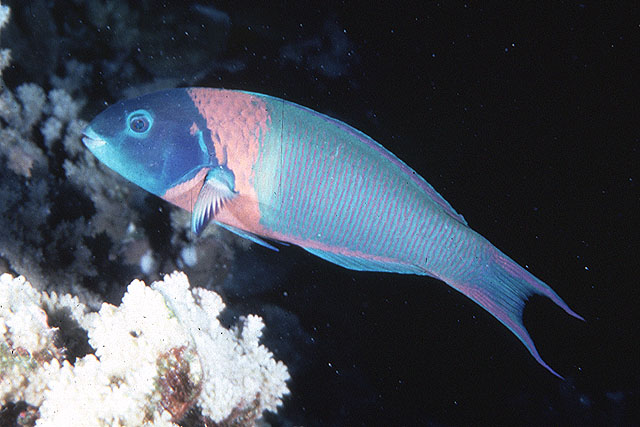 Thalassoma duperrey