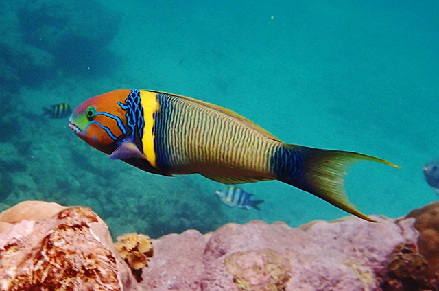 Thalassoma hebraicum