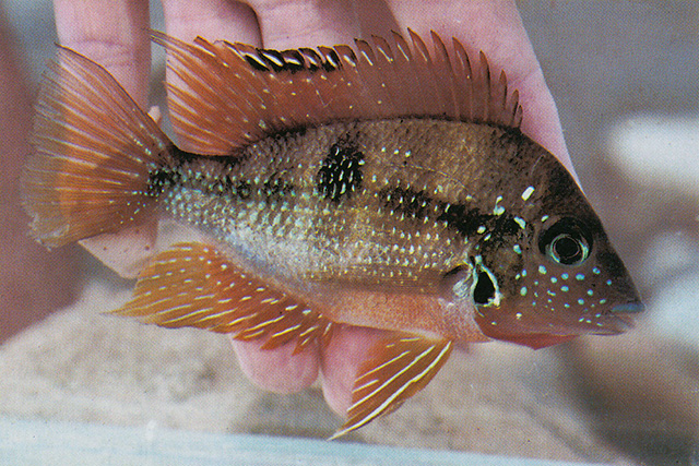 Thorichthys helleri