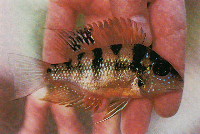 Thorichthys helleri