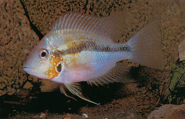 Thorichthys helleri