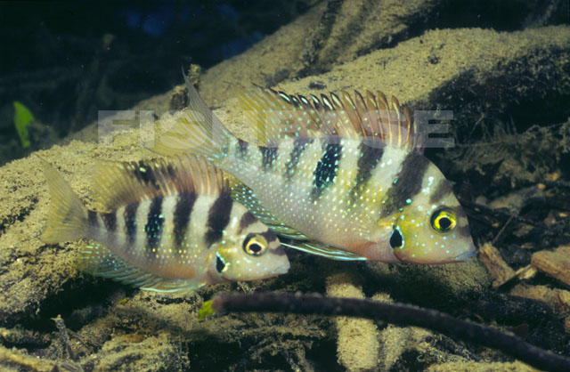 Thorichthys helleri