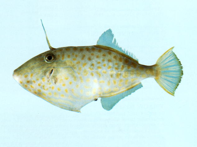 Thamnaconus hypargyreus