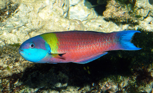 Thalassoma lucasanum