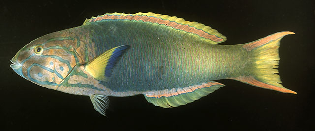 Thalassoma lutescens