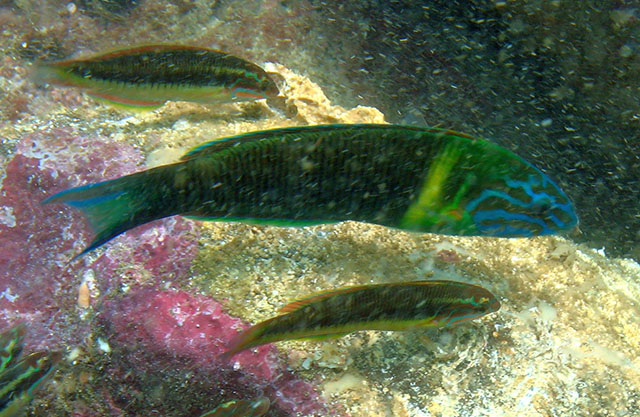 Thalassoma newtoni