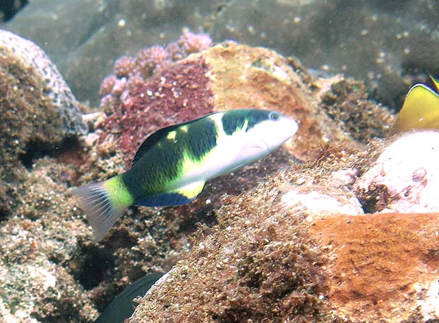 Thalassoma nigrofasciatum