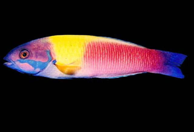 Thalassoma robertsoni