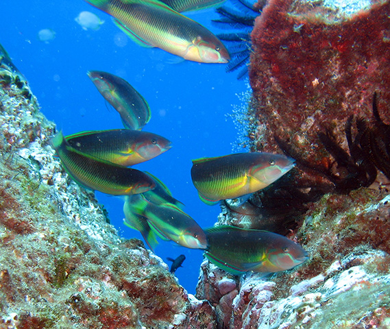 Thalassoma sanctaehelenae