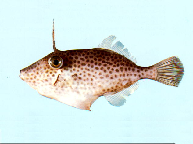 Thamnaconus tessellatus