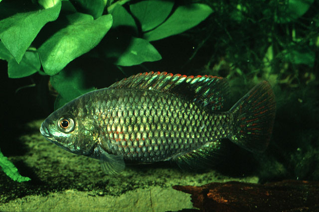 Tilapia sparrmanii