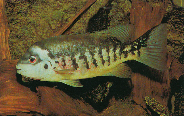 Tomocichla tuba