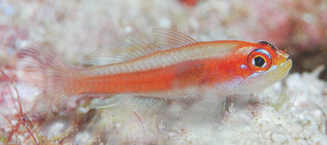 Trimma anaima