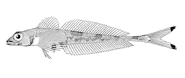 Triglops forficatus