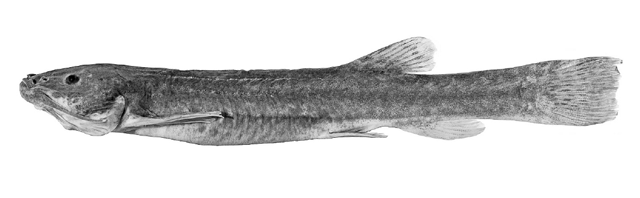 Trichomycterus hualco