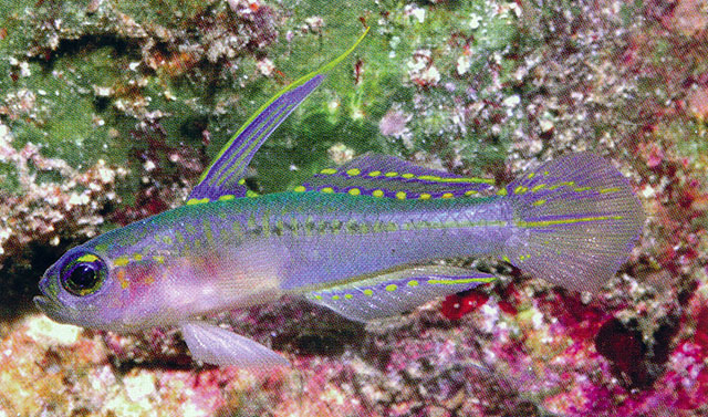 Tryssogobius nigrolineatus