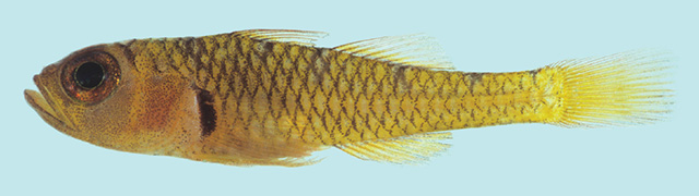 Trimma pentherum