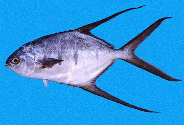 Trachinotus rhodopus