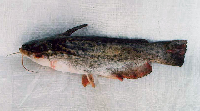 Trachelyopterus striatulus