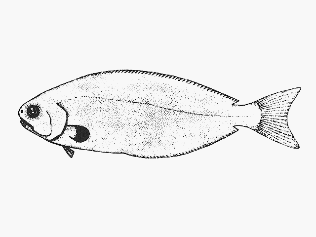 Tubbia tasmanica