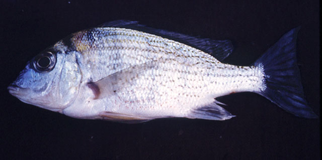 Tylochromis polylepis