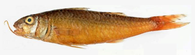 Upeneus brevignathus