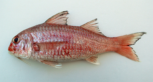 Upeneus nigromarginatus