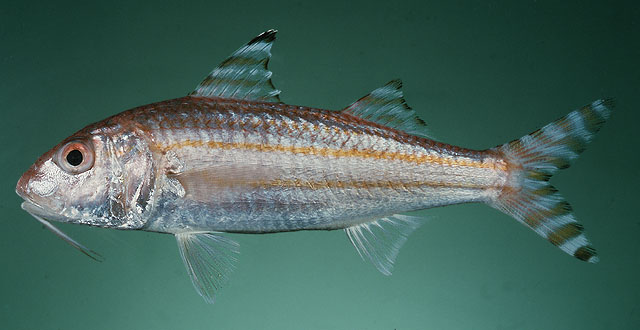 Upeneus supravittatus