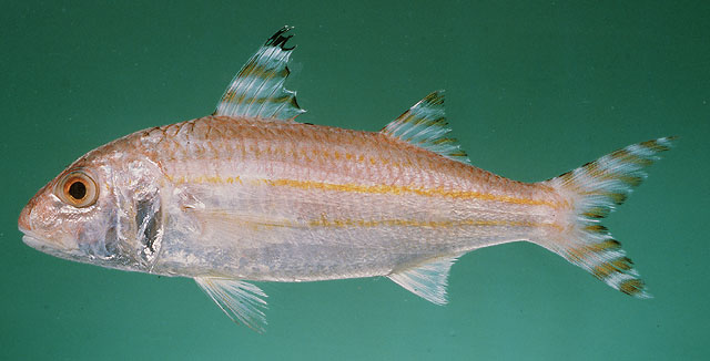 Upeneus indicus