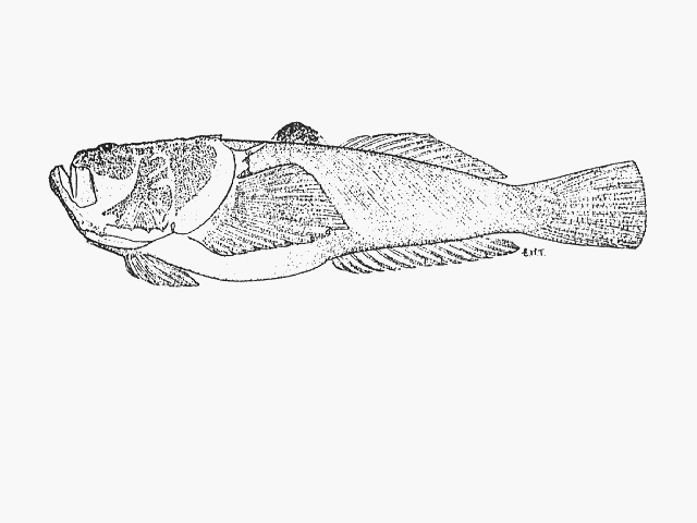 Uranoscopus archionema