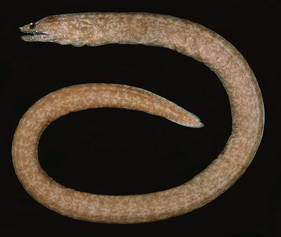 Uropterygius kamar