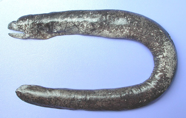 Uropterygius oligospondylus