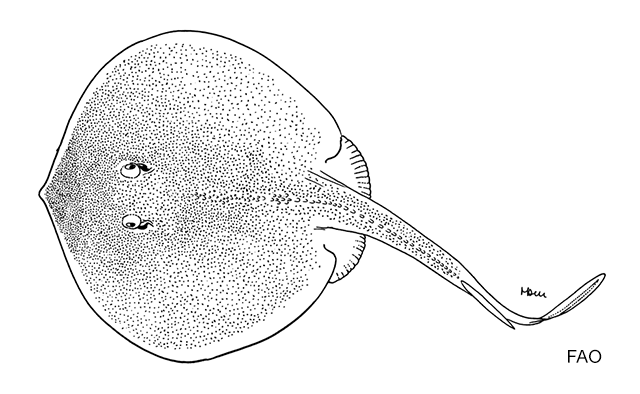 Urotrygon venezuelae